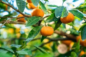 Closeup of Ripemandarins on Tree
